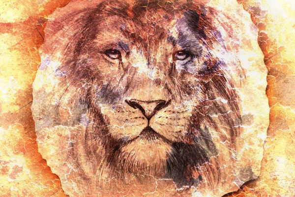 Rosto leão no fundo abstrato colorido, contato com os olhos — Fotografia de Stock