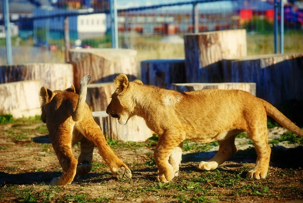 Δύο λιονταράκι αγκαλιά στη φύση — Φωτογραφία Αρχείου