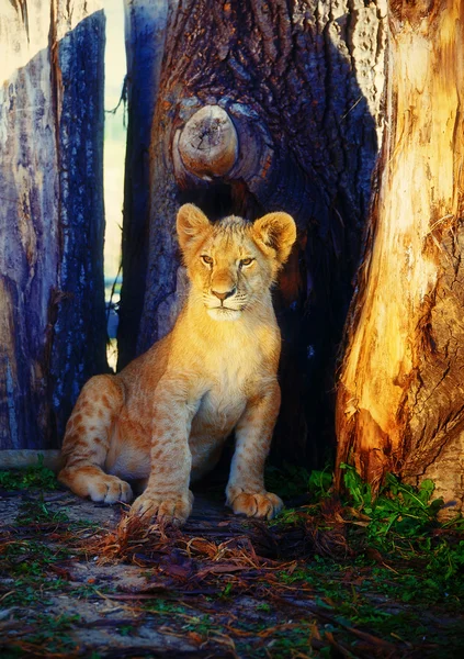 Pequeno filhote de leão na natureza e tronco de madeira  . — Fotografia de Stock