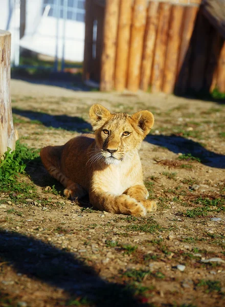 Little lion cub i naturen. ögonkontakt — Stockfoto