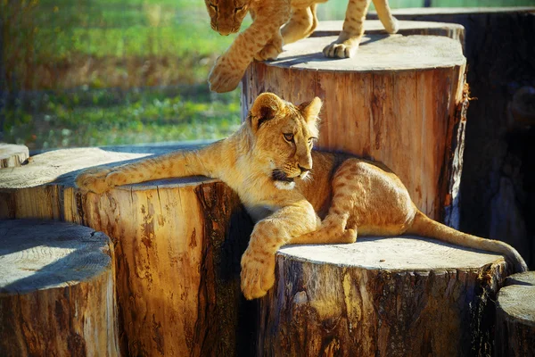 Deux lionceaux câlins dans la nature et bûche en bois  . — Photo