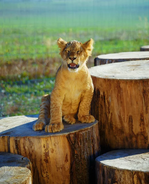 Cucciolo di leone in natura con cielo blu e tronco di legno . — Foto Stock