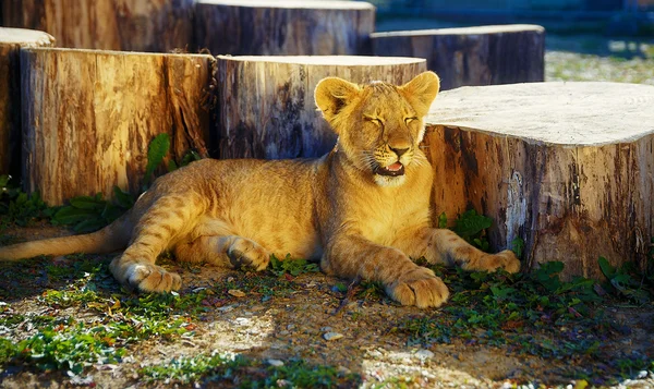 Lion cub in nature with blue sky and wooden log. — Stock Photo, Image