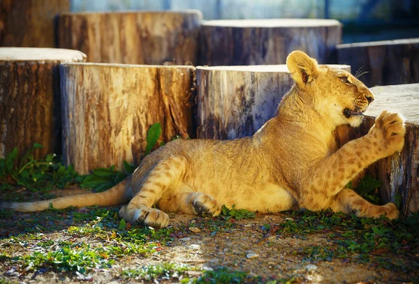 Cachorro de león en la naturaleza y día soleado . — Foto de Stock