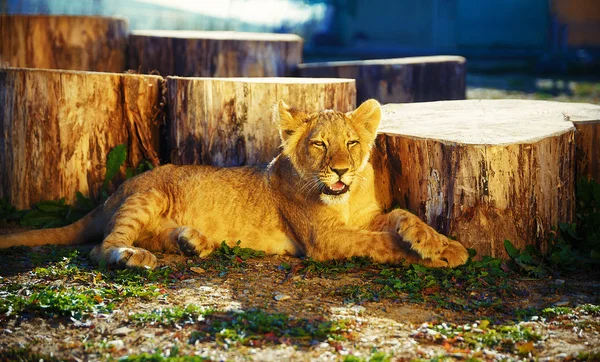 Lion cub in nature and sunny day. — Stock Photo, Image