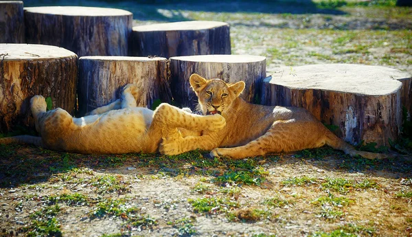 Dois filhotes de leão abraçando na natureza — Fotografia de Stock