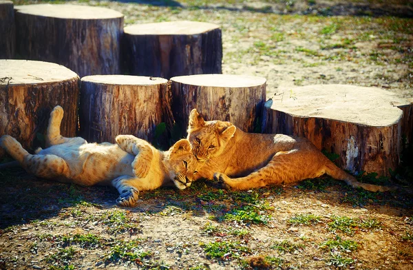 Δύο λιοντάρι cubs αγκαλιά στη φύση — Φωτογραφία Αρχείου