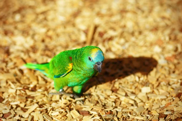 Σμαραγδένιο πράσινο παπαγάλος σε ocre πριονίδι — Φωτογραφία Αρχείου