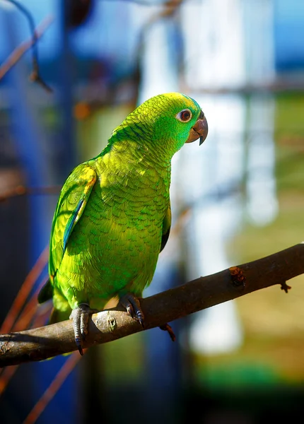 Perroquets de couleur vert émeraude sur la branche . — Photo