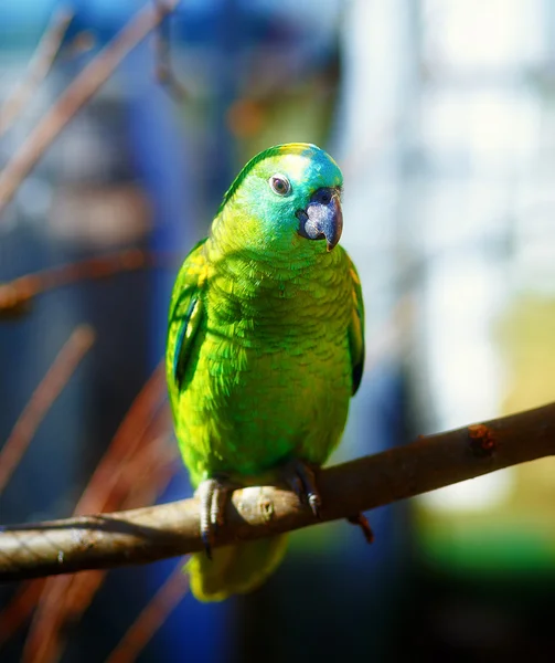 Papagaios de cor verde esmeralda no ramo — Fotografia de Stock