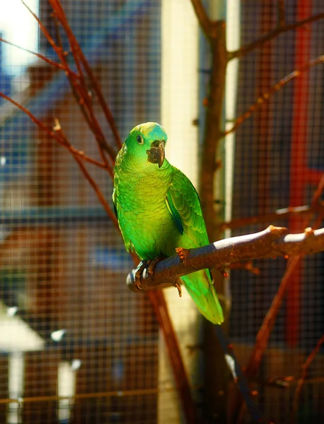 Pappagalli di colore verde smeraldo sul ramo . — Foto Stock