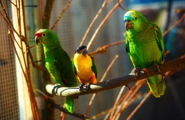 Papagaios de cor verde e amarelo no ramo . — Fotografia de Stock