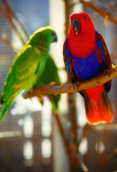 Червоні та зелені папуги на гілці . — стокове фото