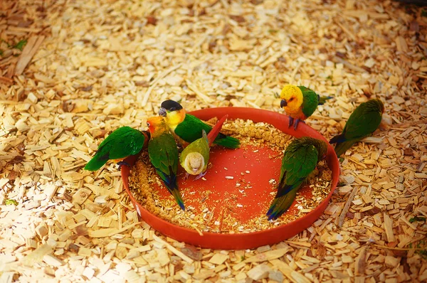 Loro verde sobre aserrín comer mijo con tazones rojos —  Fotos de Stock