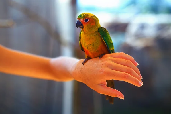 Жовтий колір папуг на руці жінки — стокове фото