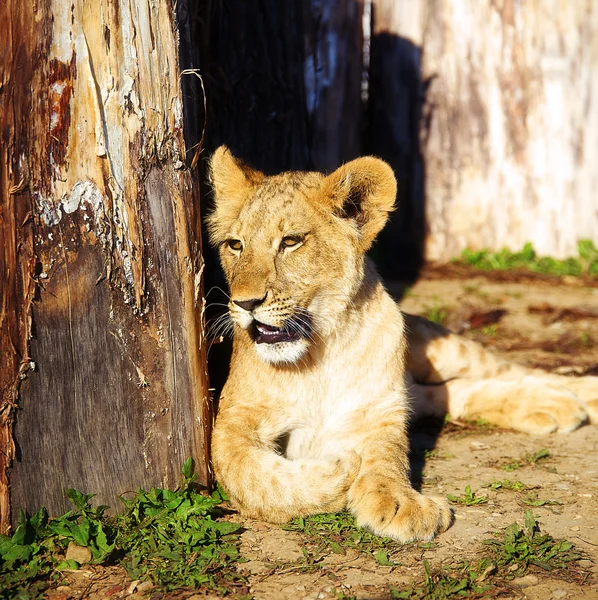 Lion cubs cuddling in nature and wooden log . — Stock Photo, Image