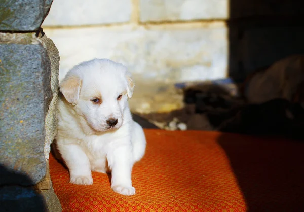 Mooie schattige groep van herder pup in een buiten Onderdak — Stockfoto