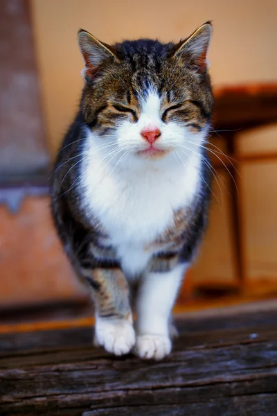 Kucing duduk di atas kayu di alam. Tutup mata . — Stok Foto