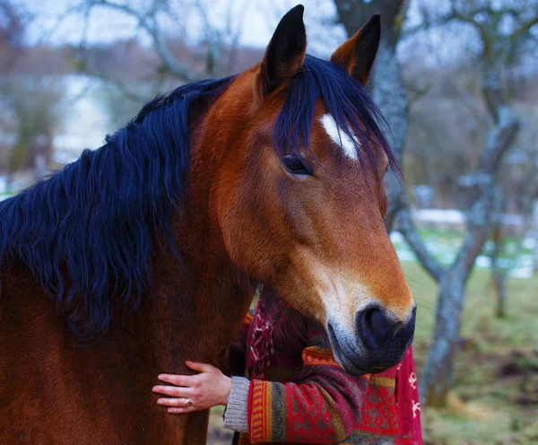 Portré nő és ló a szabadban. Egy nő ölelget egy lovat . — Stock Fotó