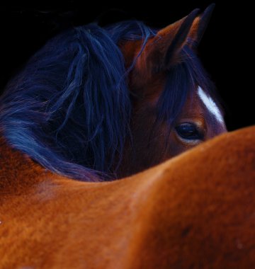 Close Up of a brown horse eye. On black background clipart