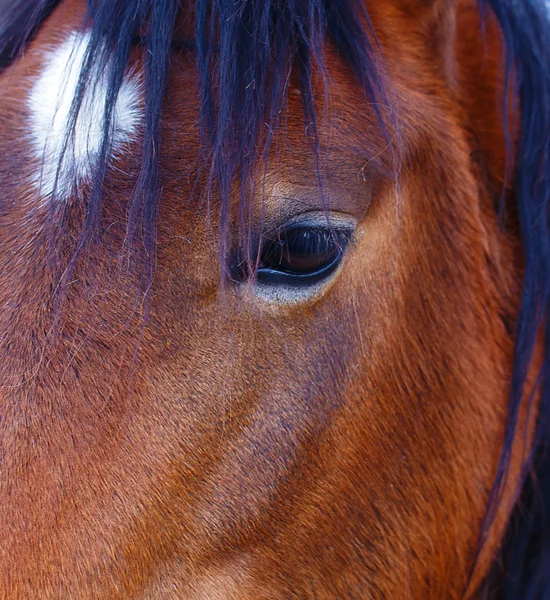 Close Up barna ló szem. Fekete háttér — Stock Fotó