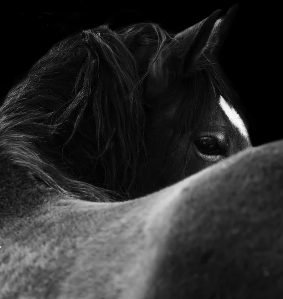 Gros plan d'un œil de cheval. Sur fond noir. Couleur noir et blanc. — Photo