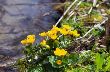 Sarı düğün çiçeği çiçek Düğünçiçeği. çayırda. akış.