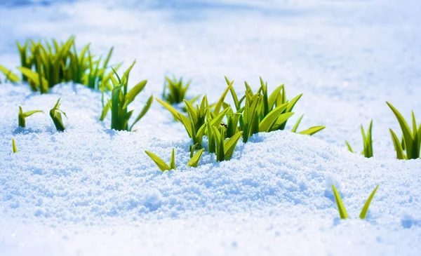 Green sprout on the strong sun with ice and snow. symbol of spring — Stock Photo, Image