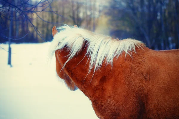 Brun häst Haflinger i snö mark. stirrar in avståndet. — Stockfoto