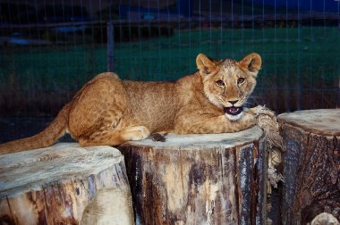 Aslan yavrusu doğa ve plaing oyuncak ile sarılma