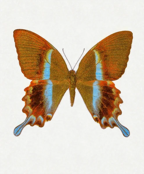 Illustration of a color butterfly, mixed medium, white background — Stock Photo, Image