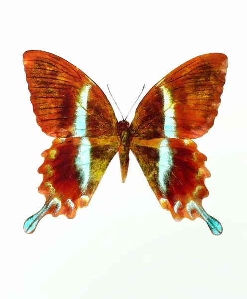 Illustration of a color butterfly, mixed medium, white background — Zdjęcie stockowe