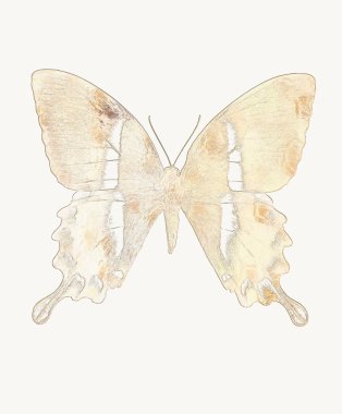 illustration of a color butterfly, mixed medium, abstract color collage.