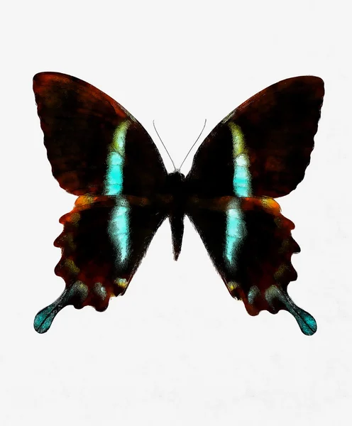 Illustration eines farbigen Schmetterlings, gemischtes Medium, abstrakte Farbcollage. — Stockfoto