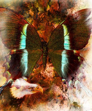 beautiful painting of eagle and butterfly  on an abstract background, color with spot structures, White, black and brown color