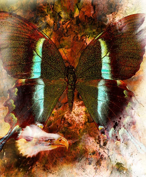 Beautiful painting of eagle and butterfly  on an abstract background, color with spot structures, White, black and brown color — Zdjęcie stockowe