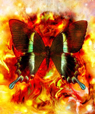 illustration of a butterfly, mixed medium, abstract color background, red, orange, yellow color