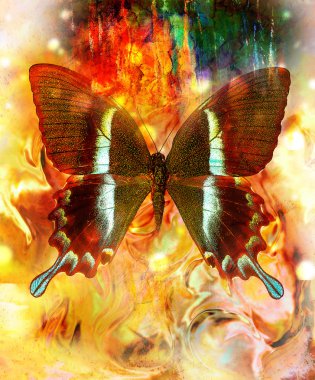 illustration of a butterfly, mixed medium, abstract color background, orange, yellow and black color