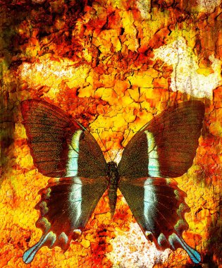 illustration of a butterfly, mixed medium, abstract color background and color desert crackle  effect.