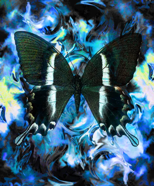 Butterfly and color abstract background with spots. computer collage, blue, black and white color — Stock Fotó
