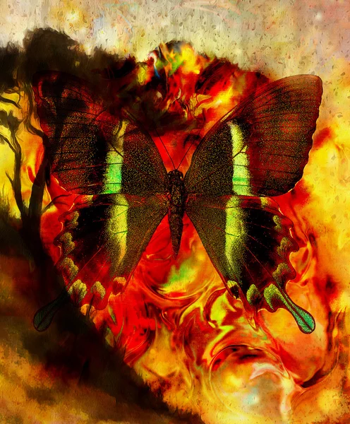 Painting butterfly and tree, wallpaper landscape, color collage. and abstract grunge background with spots, orange, yellow and black color — Stock fotografie