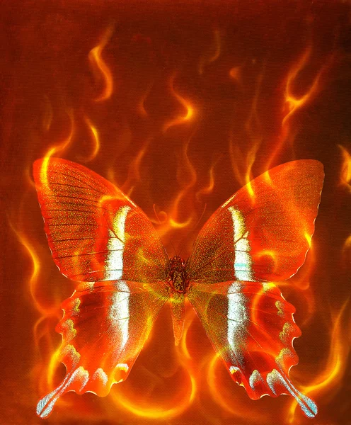 Illustration of a butterfly, mixed medium, abstract color background and color fire effect, Red, orange, black color. — Stockfoto