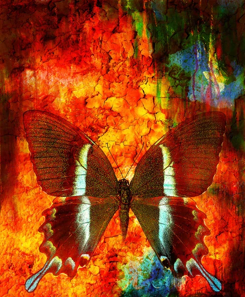Illustration eines Schmetterlings, gemischtes Medium, abstrakter Farbhintergrund und Farbe Wüste Knistern Effekt, rot, orange, schwarze Farbe. — Stockfoto