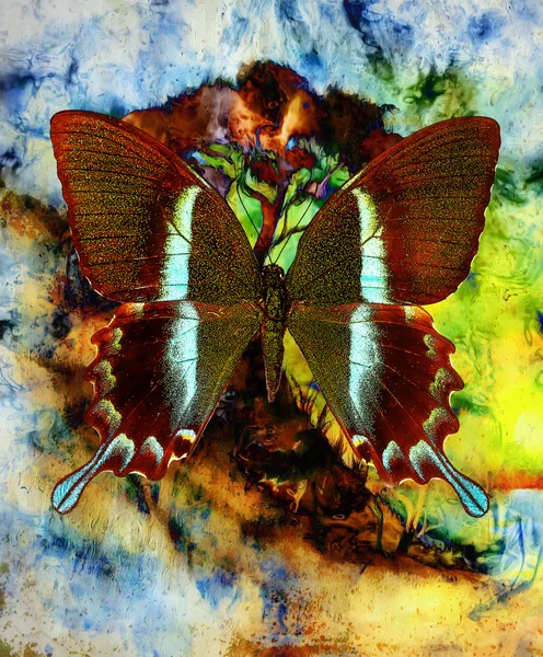 Illustration d'un papillon, médium mixte, fond de couleur abstrait — Photo