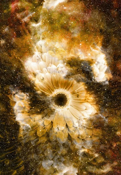 Spazio e stelle con fiore, colore sfondo galaxi, collage computer . — Foto Stock