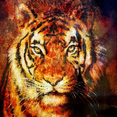 Tiger head, abstract color Background, computer collage, Eye contact.