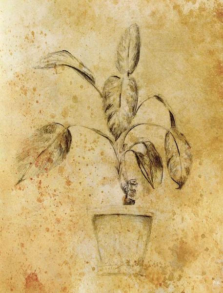 Handgezeichnete Seilpflanzen. Pflanzen dieffenbachia skizzieren. Sepiafarbe. — Stockfoto