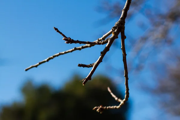 Tree — Stock Photo, Image