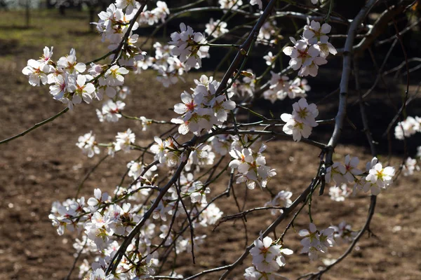 Floração no parque — Fotografia de Stock