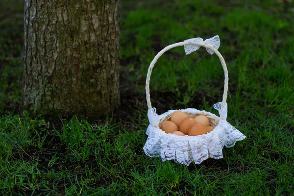 Jaja kurze w kosz w pobliżu drzewa — Zdjęcie stockowe